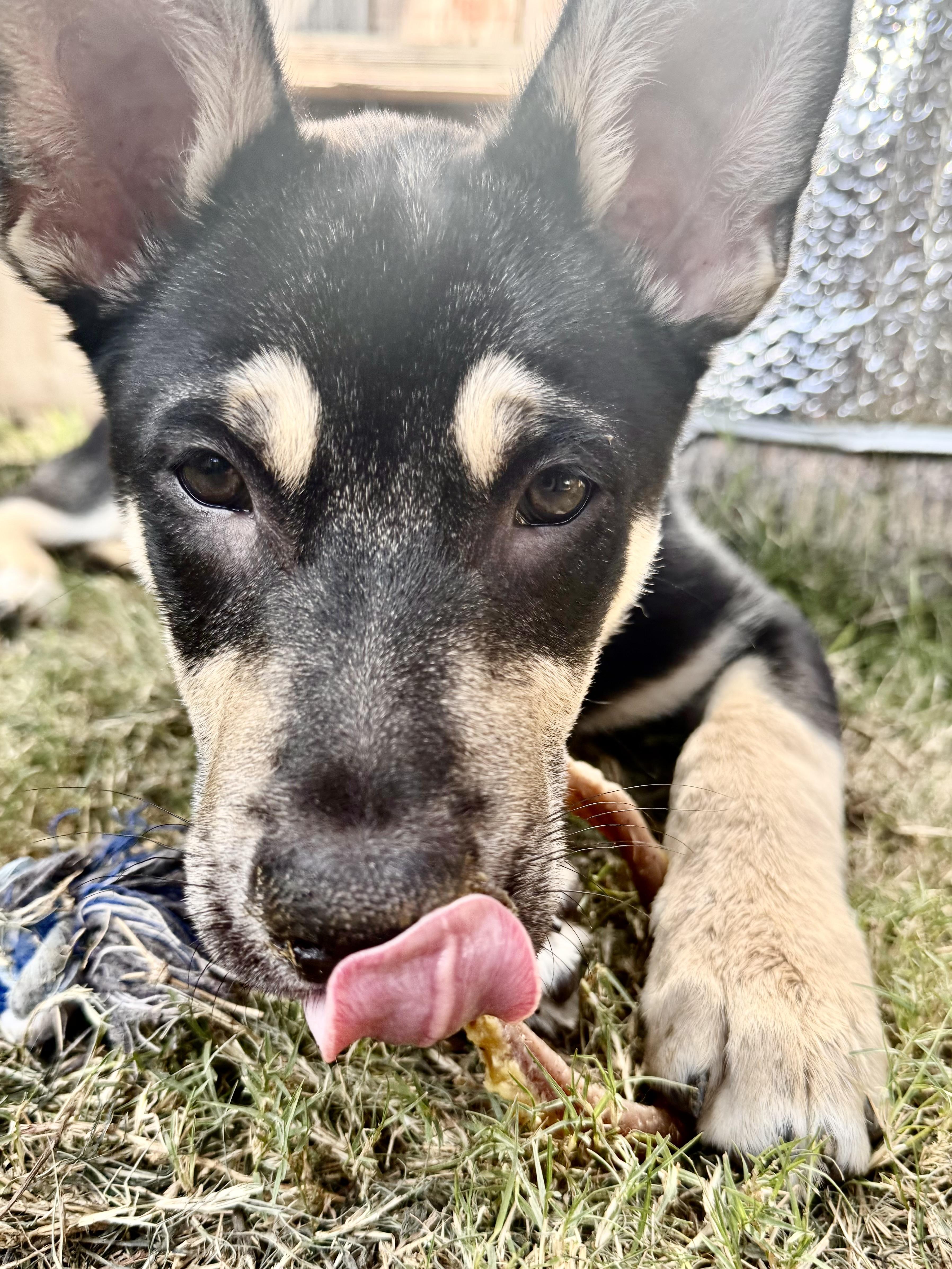 Enlarge Stella~ intelligent and snuggly, a Adoptable mixed breed in Irvine, CA image 2/4