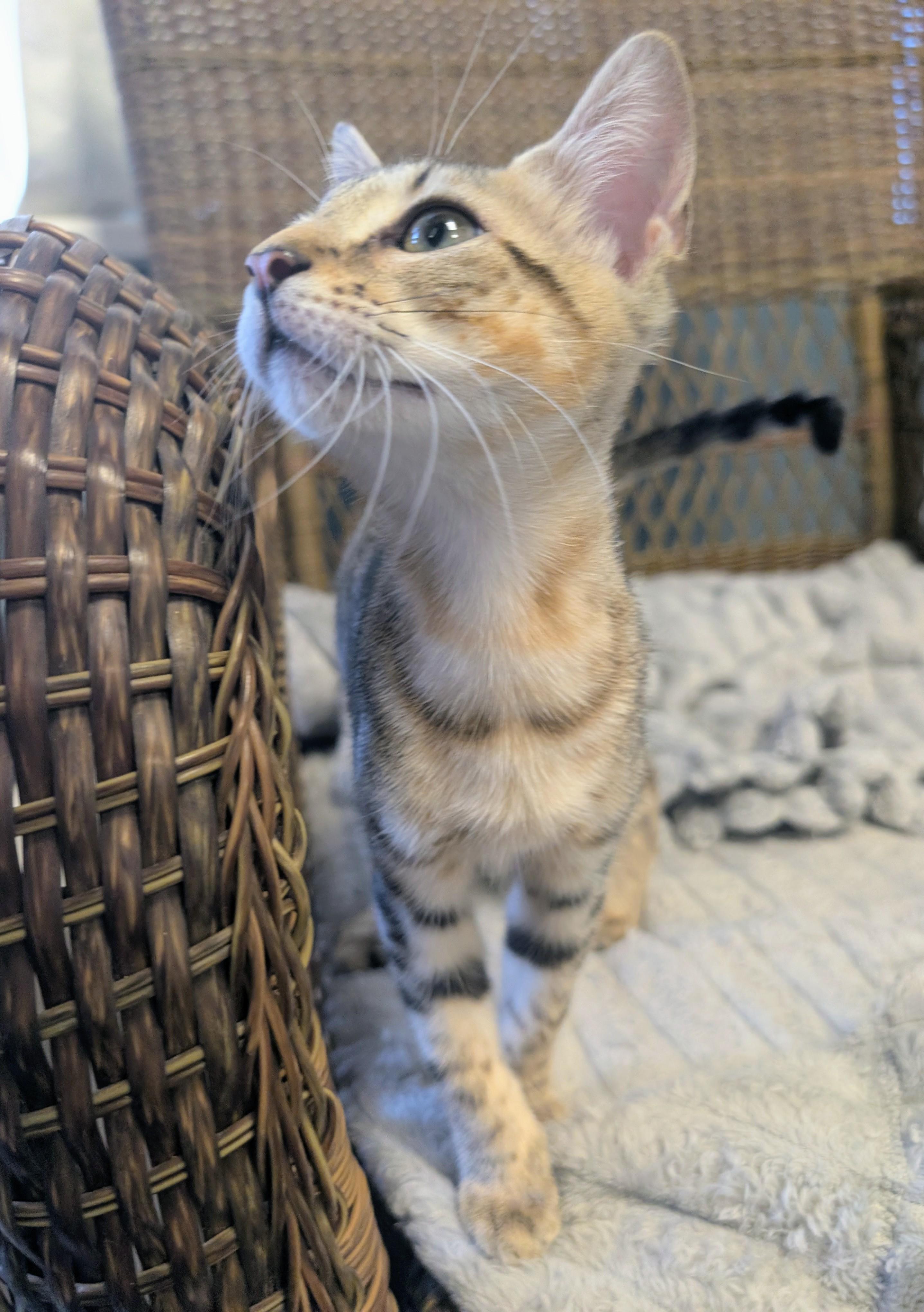 Jun, an adopted Domestic Short Hair in Palm Harbor, FL image 2/2