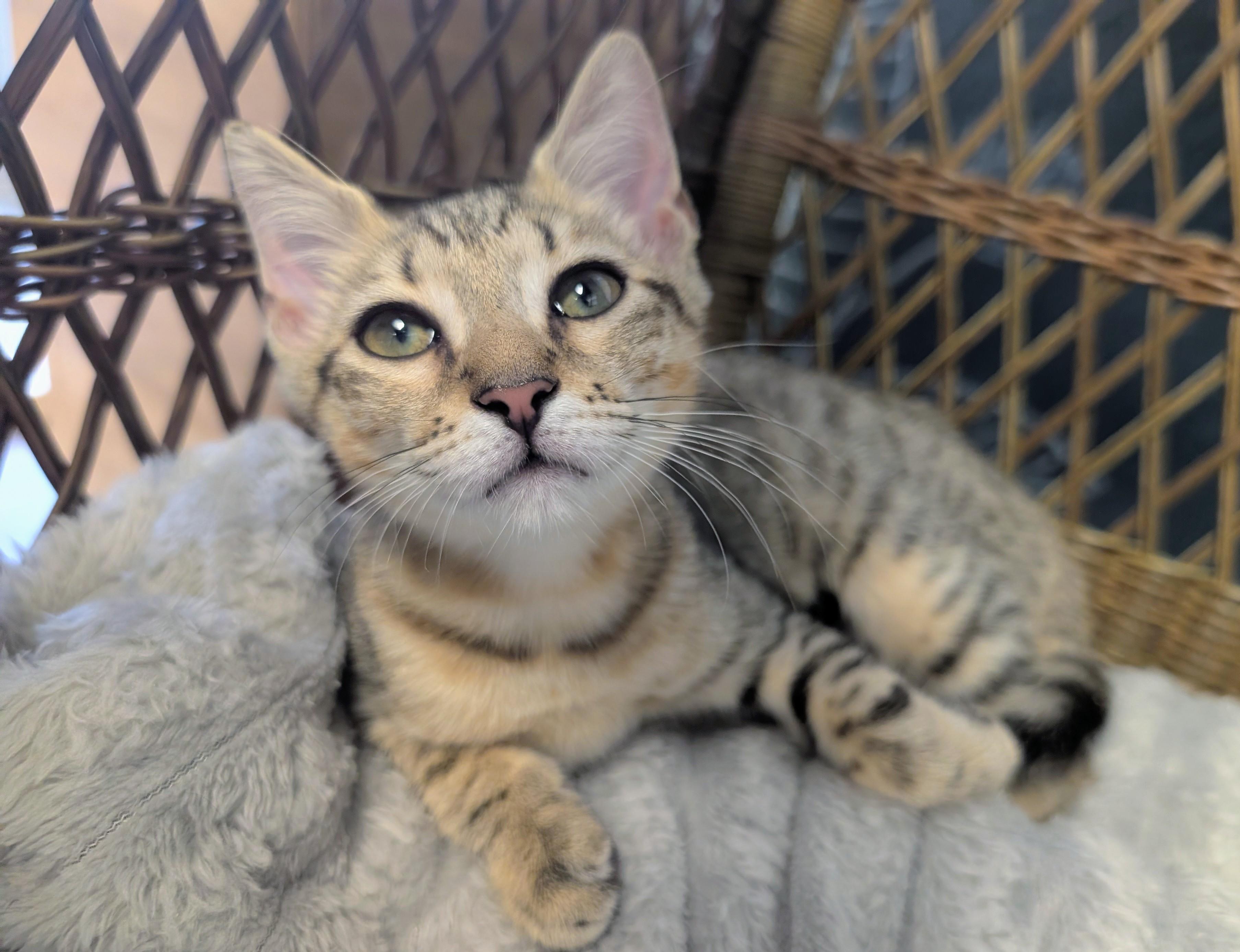 Jun, adopted, Kitten Female Domestic Short Hair.