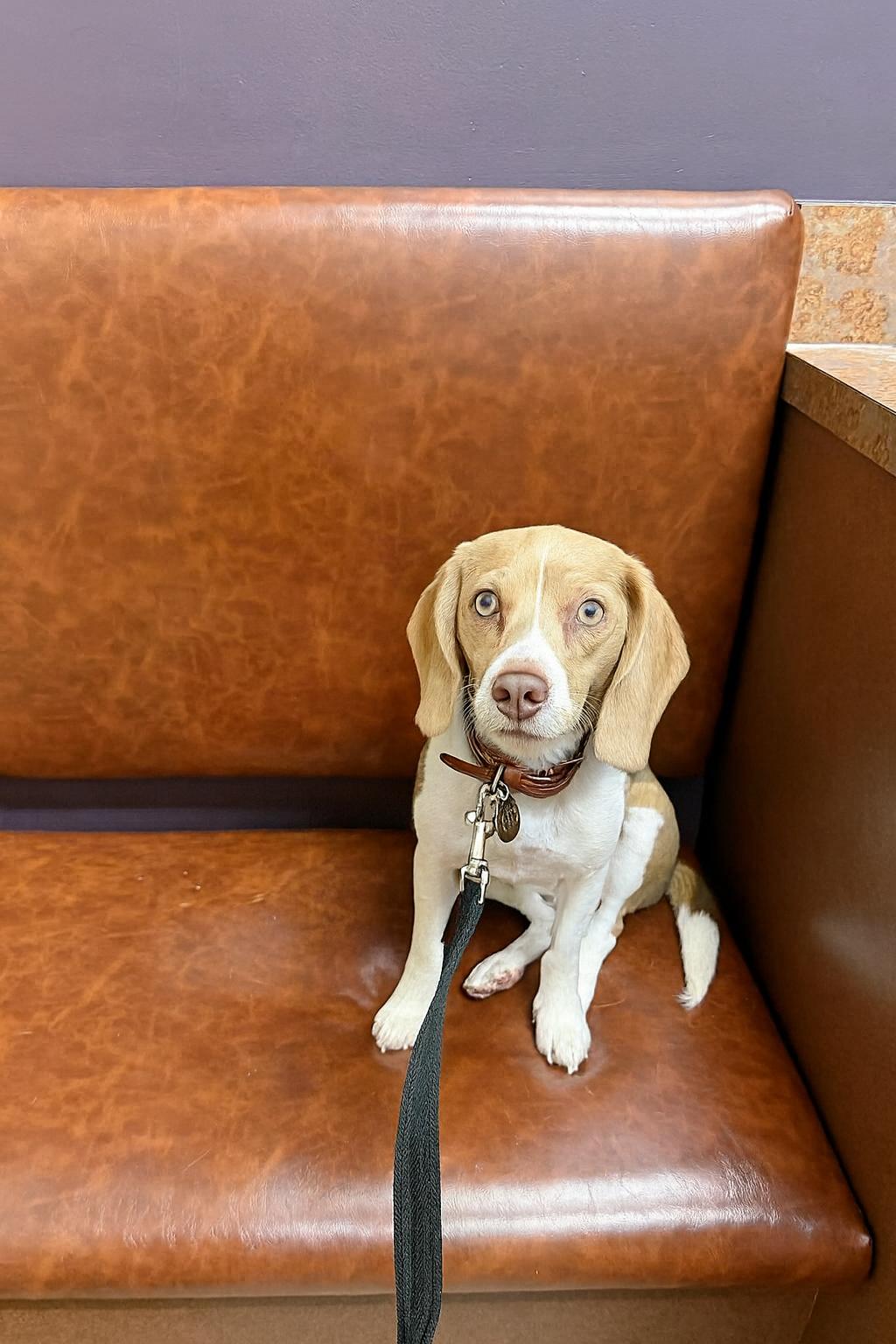 Lily, Adoptable, Young Female Beagle.