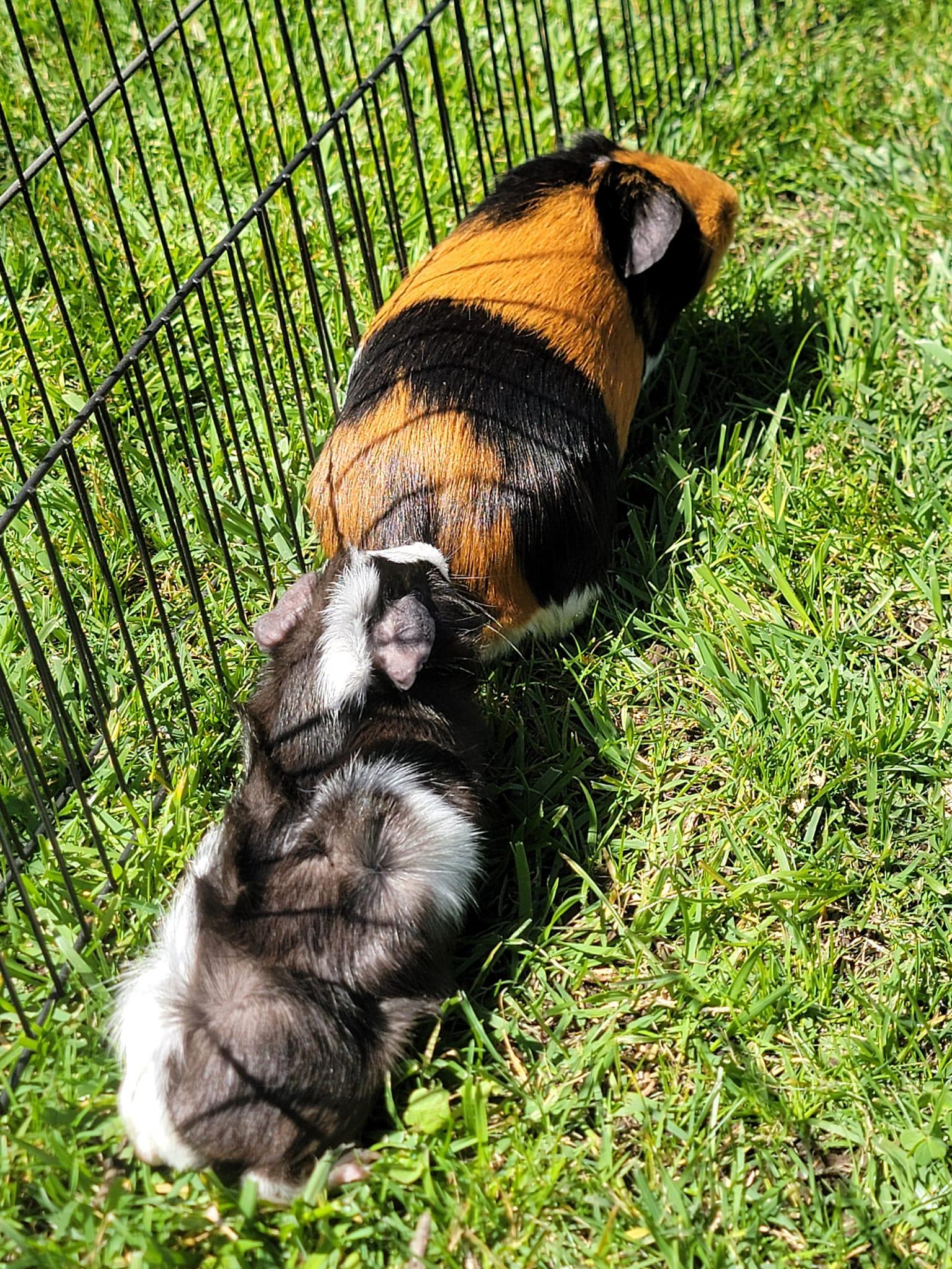 Enlarge Miso & Mochi, a Adoptable mixed breed in Oakley, CA image 1/4