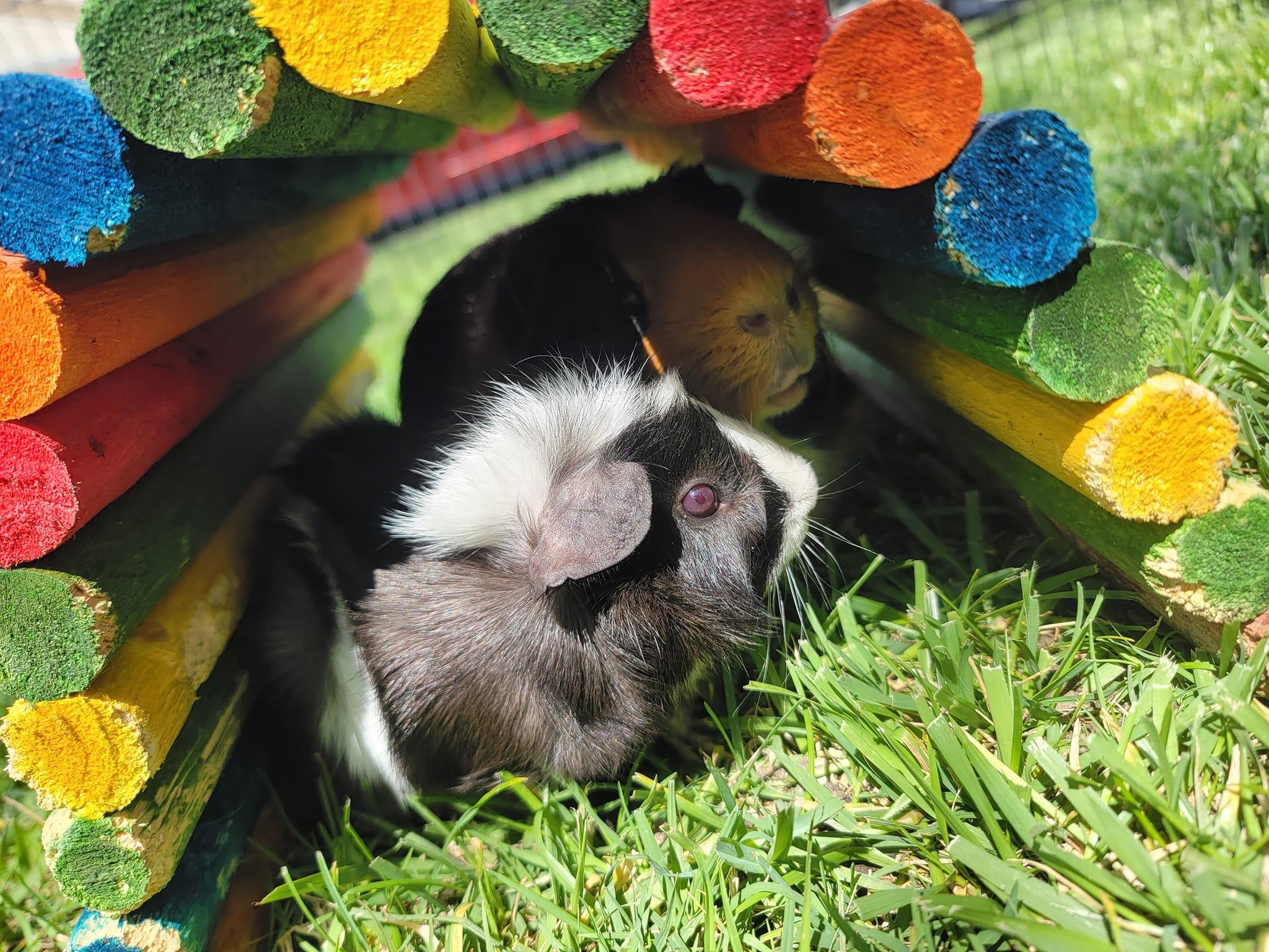 Enlarge Miso & Mochi, a Adoptable mixed breed in Oakley, CA image 2/4