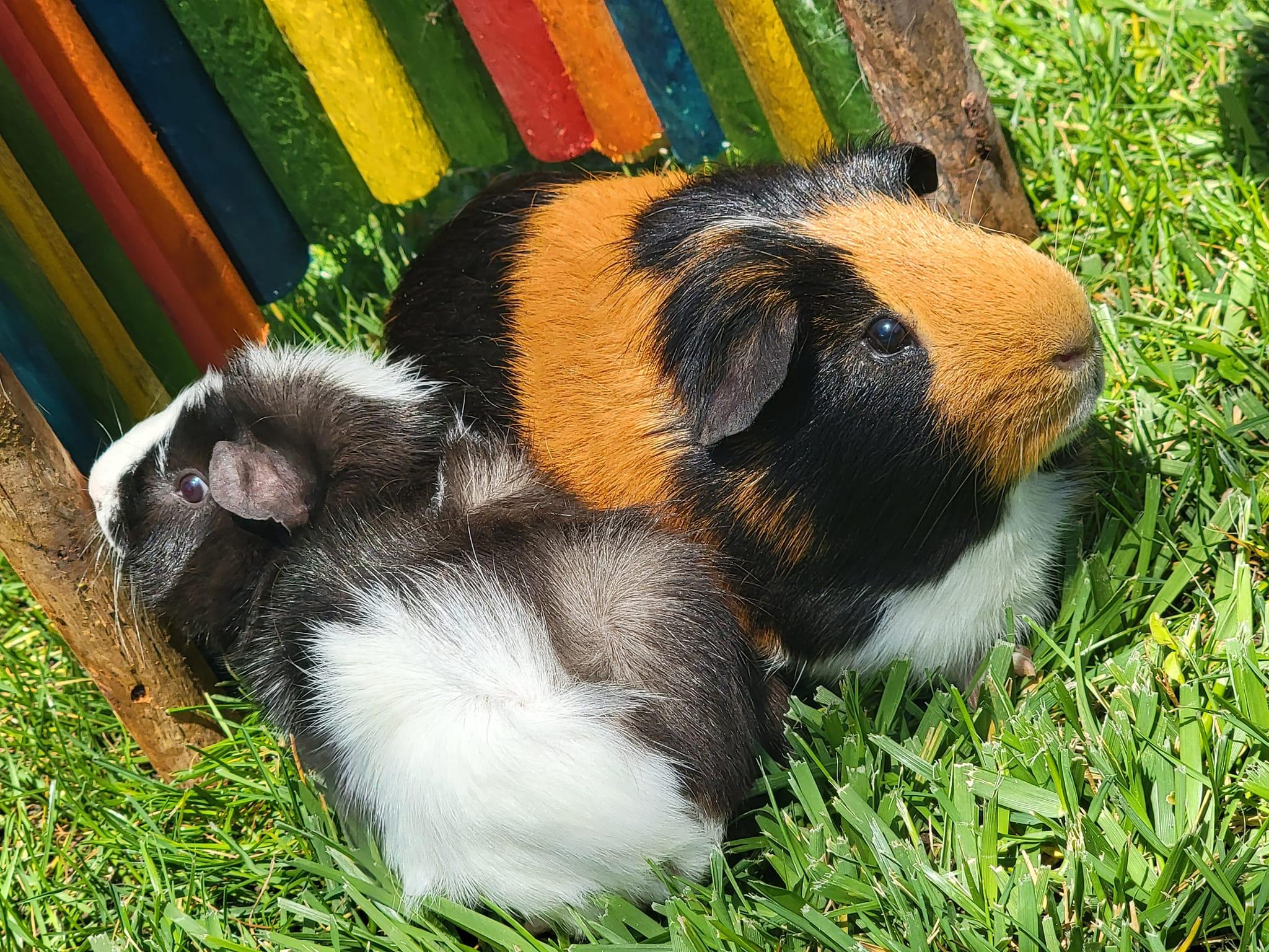 Enlarge Miso & Mochi, a Adoptable mixed breed in Oakley, CA image 3/4