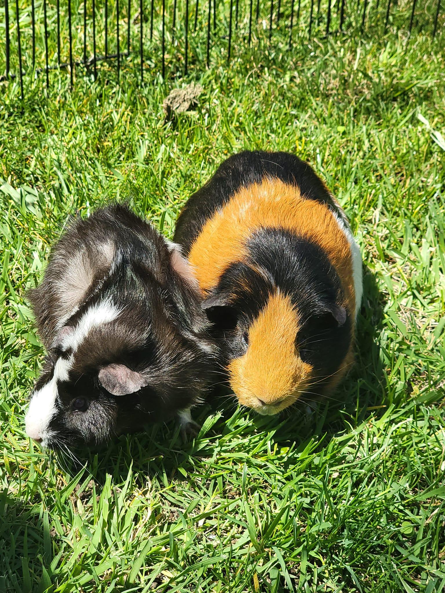 Enlarge Miso & Mochi, a Adoptable mixed breed in Oakley, CA image 4/4