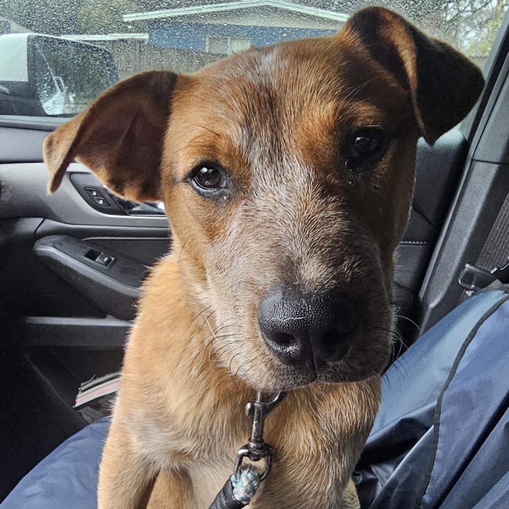 Enlarge Andy, a Adoptable Cattle Dog in Melrose, FL image 1/4