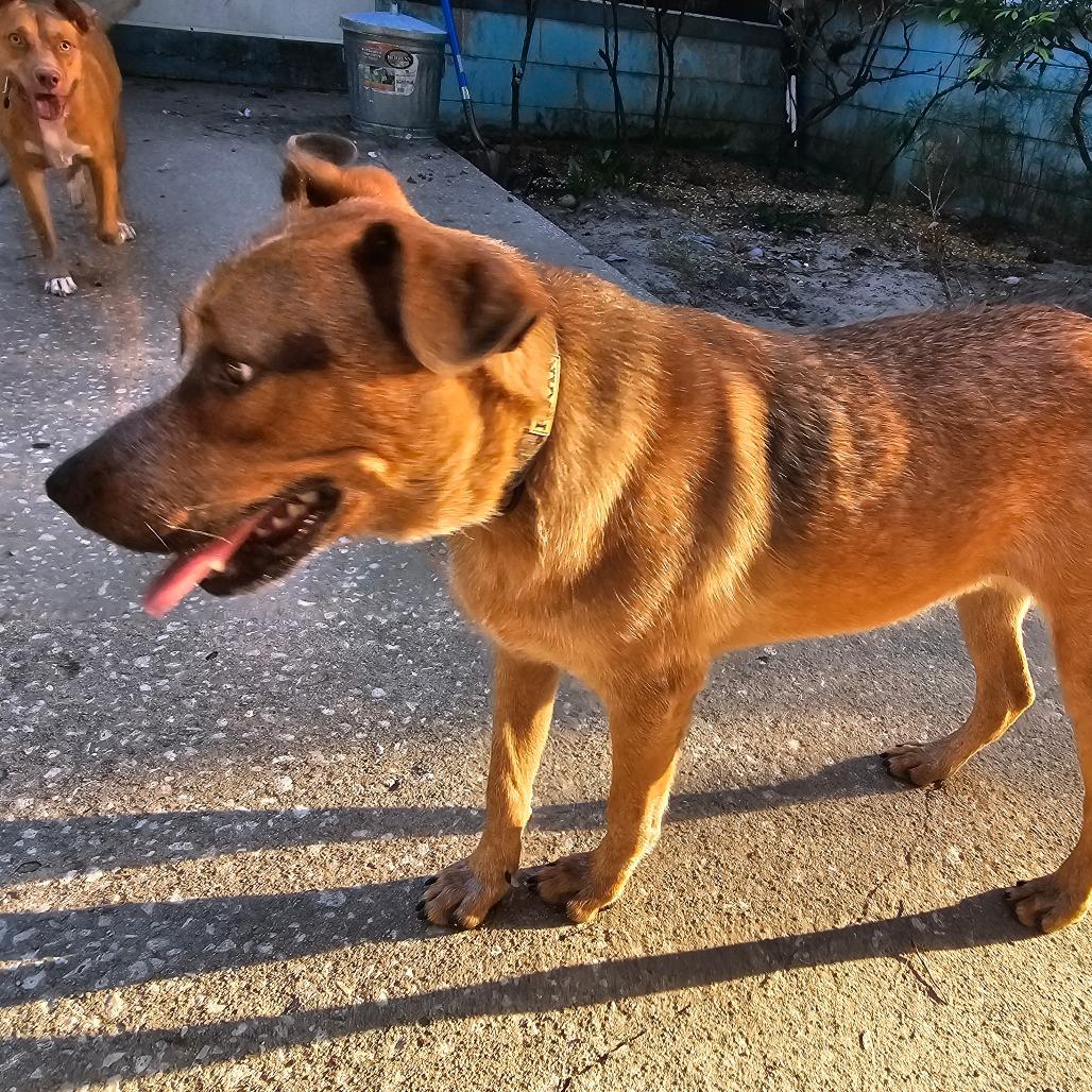 Enlarge Andy, a Adoptable Cattle Dog in Melrose, FL image 2/4
