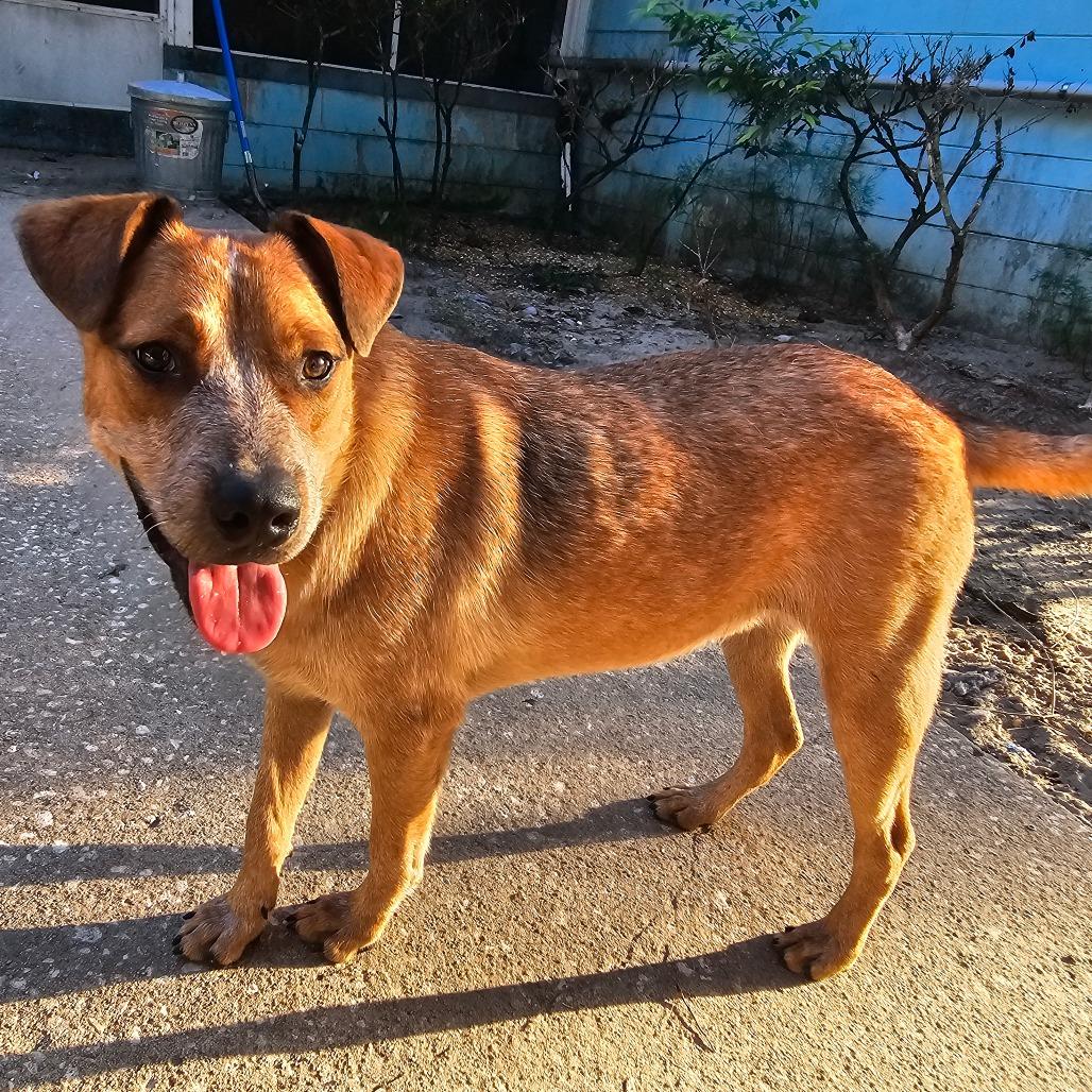 Enlarge Andy, a Adoptable Cattle Dog in Melrose, FL image 4/4