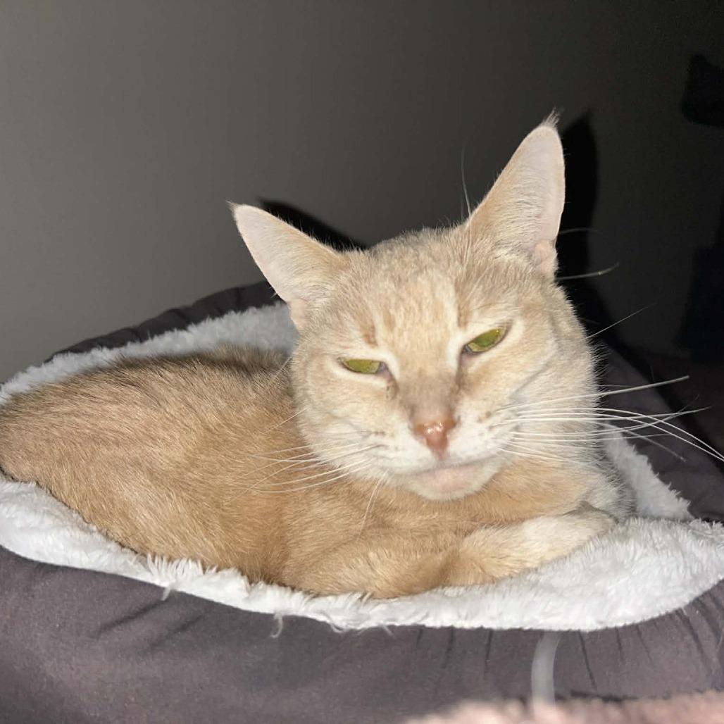 Enlarge Butterscotch, a Adoptable Domestic Short Hair in West Olive, MI image 1/6