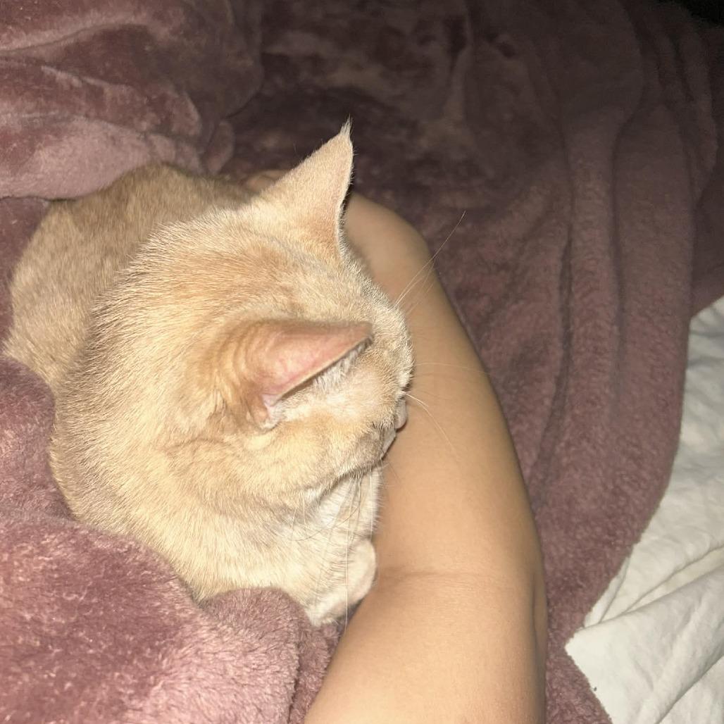 Enlarge Butterscotch, a Adoptable Domestic Short Hair in West Olive, MI image 2/6