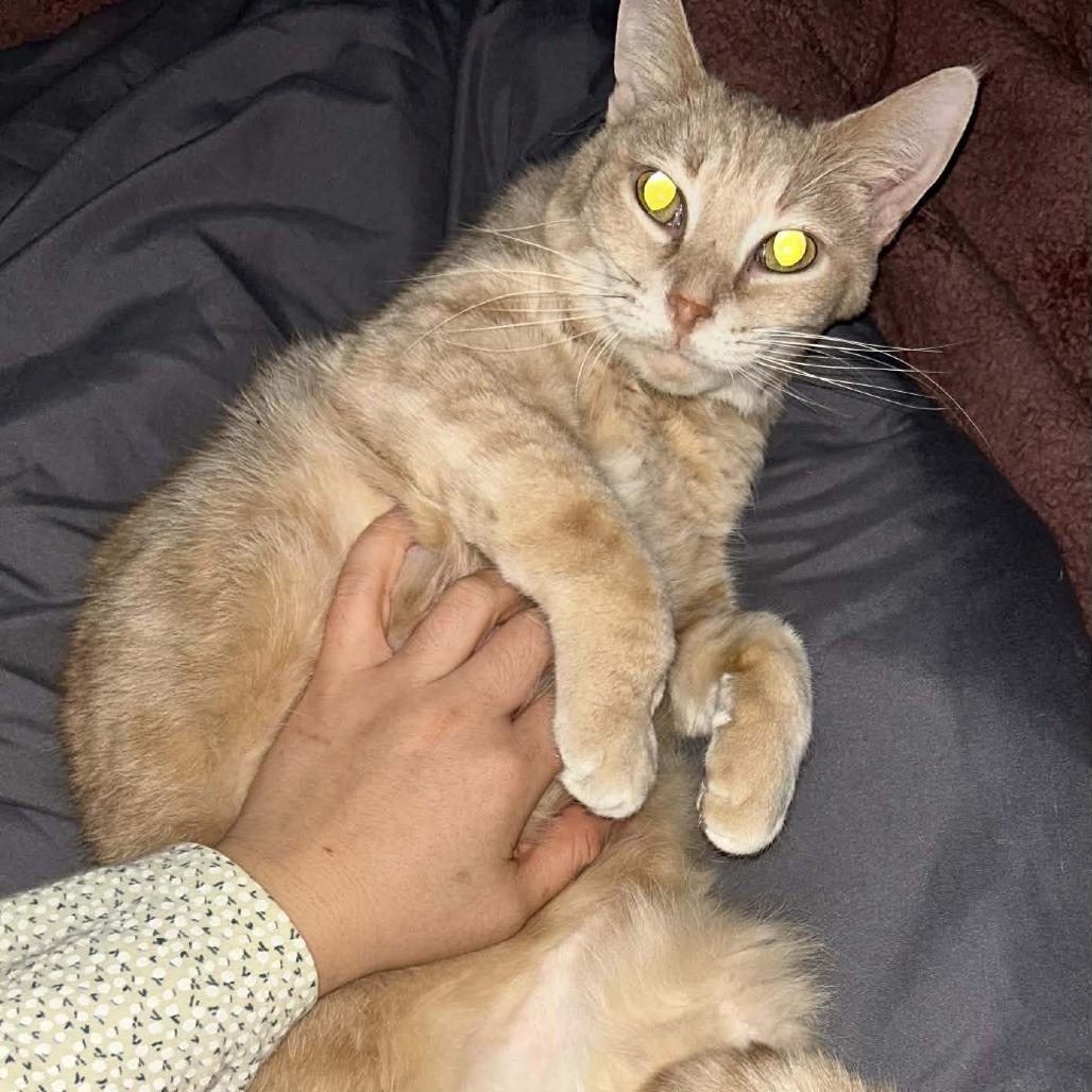 Enlarge Butterscotch, a Adoptable Domestic Short Hair in West Olive, MI image 3/6