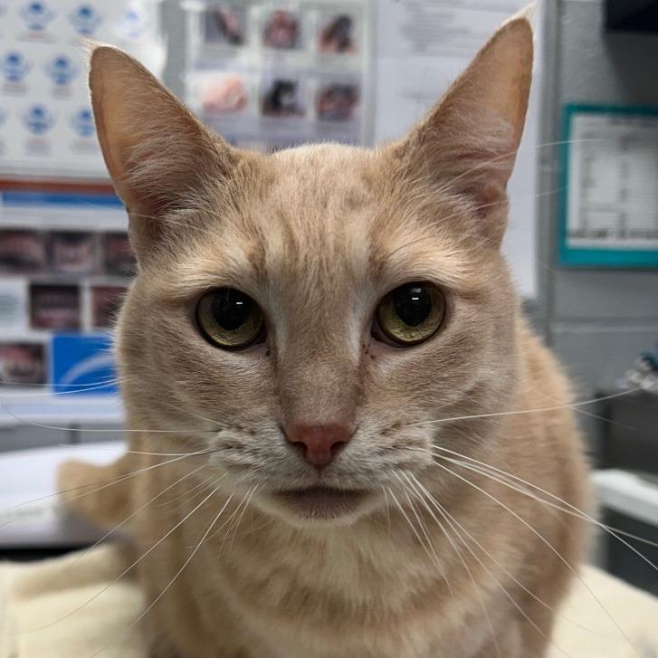 Enlarge Butterscotch, a Adoptable Domestic Short Hair in West Olive, MI image 4/6