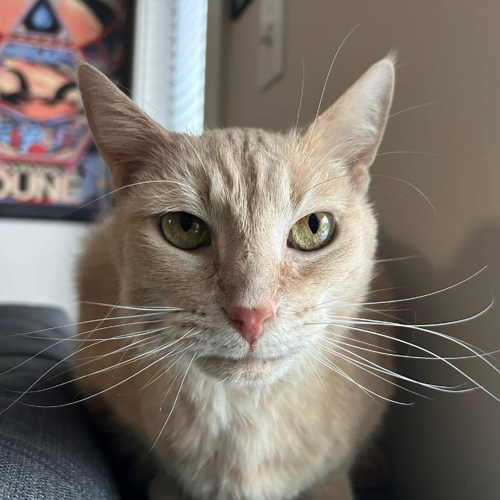 Enlarge Butterscotch, a Adoptable Domestic Short Hair in West Olive, MI image 5/6