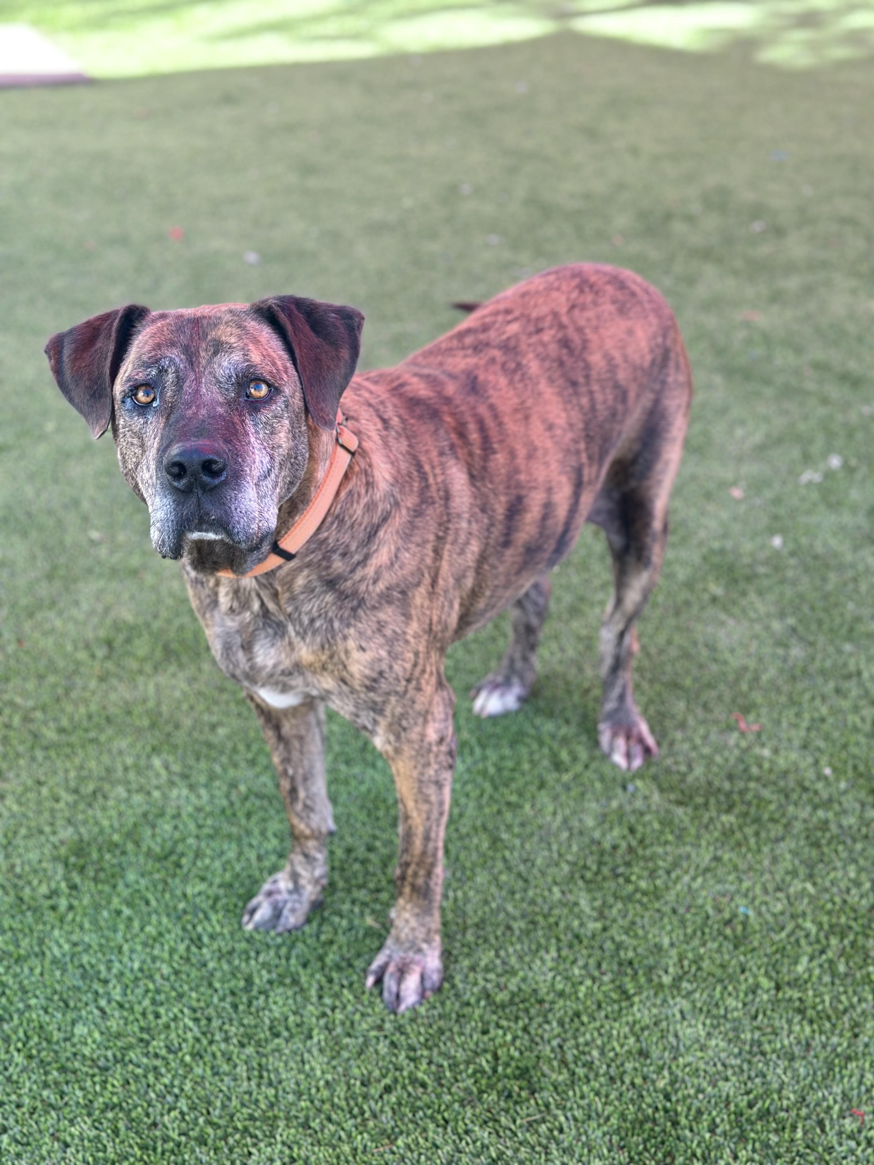Spencer, ADOPTABLE, Adult Male American Staffordshire Terrier.