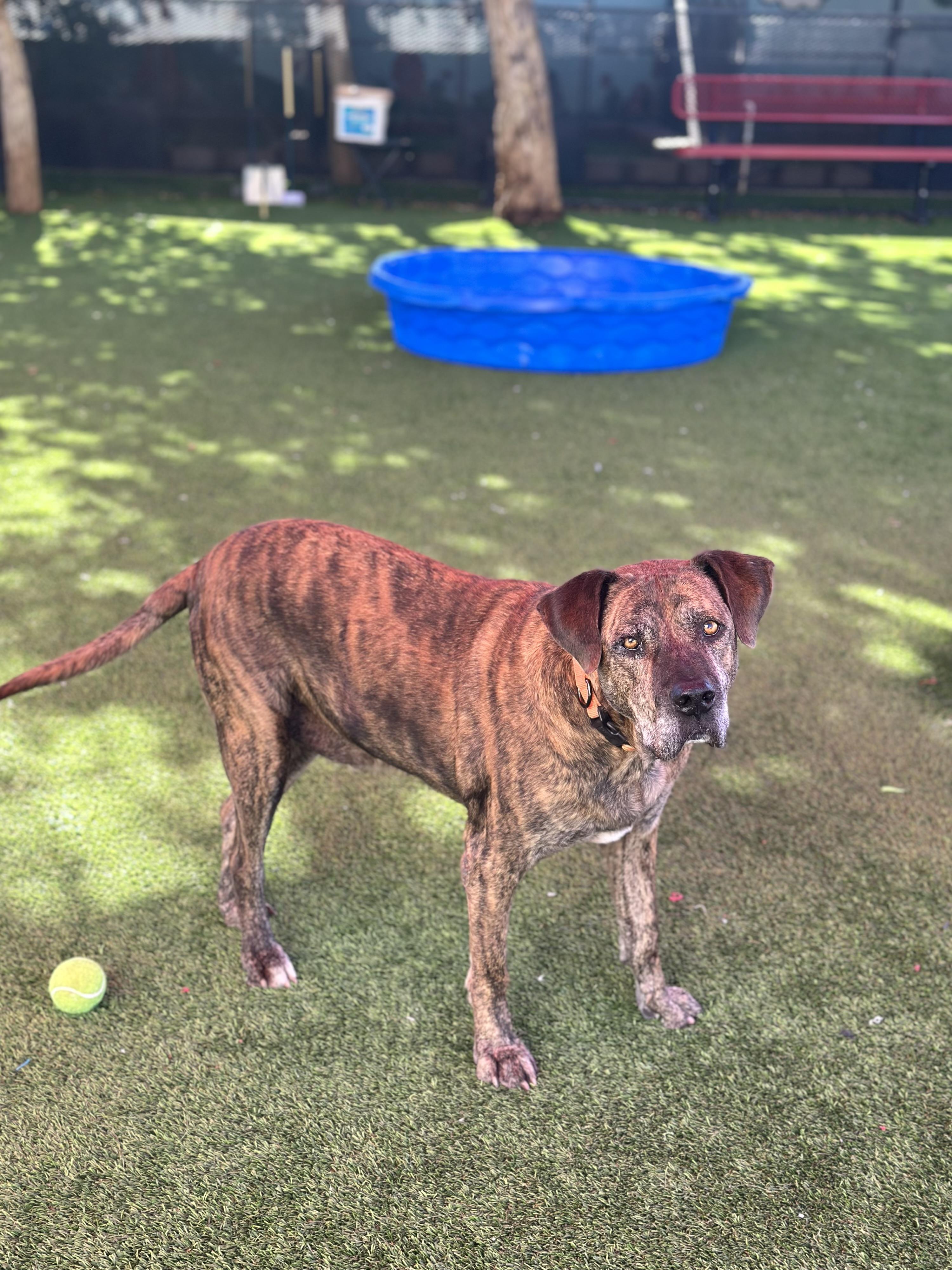 Spencer, a ADOPTABLE mixed breed image 2/3