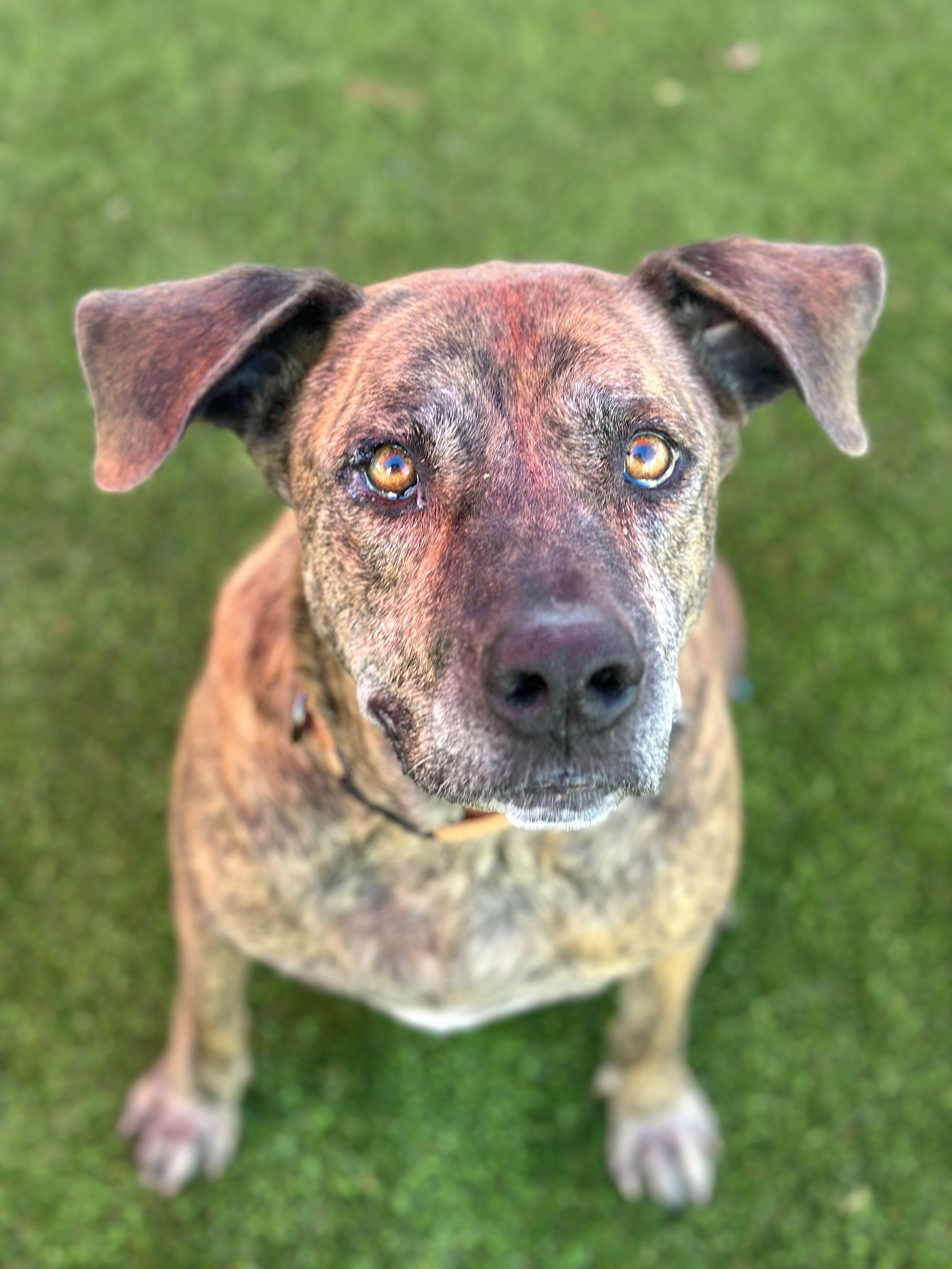 Spencer, a ADOPTABLE mixed breed image 3/3