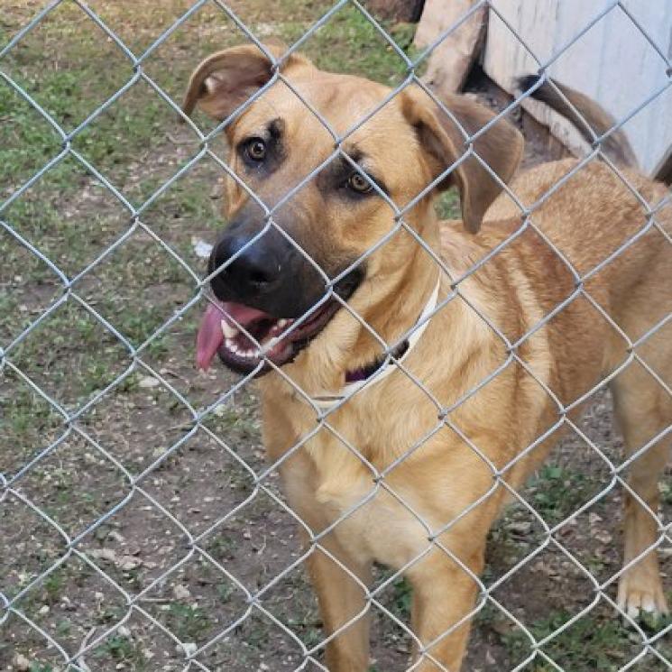 Max, Adoptable, Adult Male Shepherd & Mixed Breed.