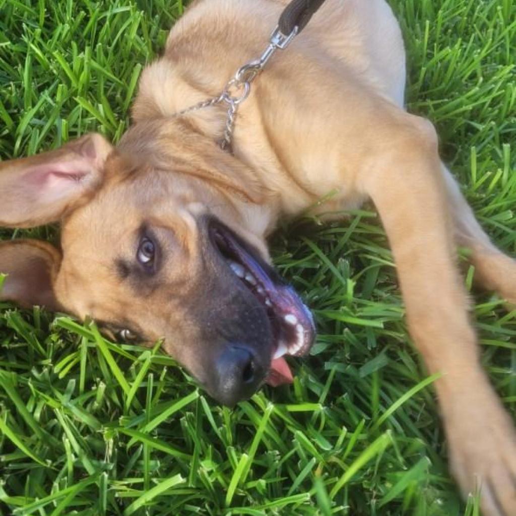 Max, a Adoptable mixed breed in San Antonio, TX image 2/6