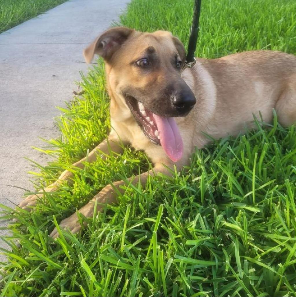 Max, a Adoptable mixed breed in San Antonio, TX image 3/6