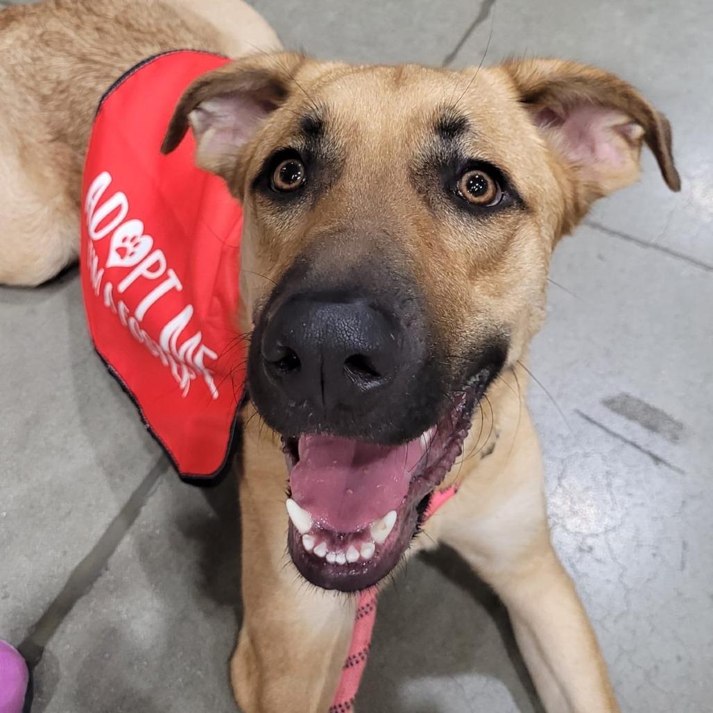 Enlarge Max, a Adoptable mixed breed in San Antonio, TX image 4/6