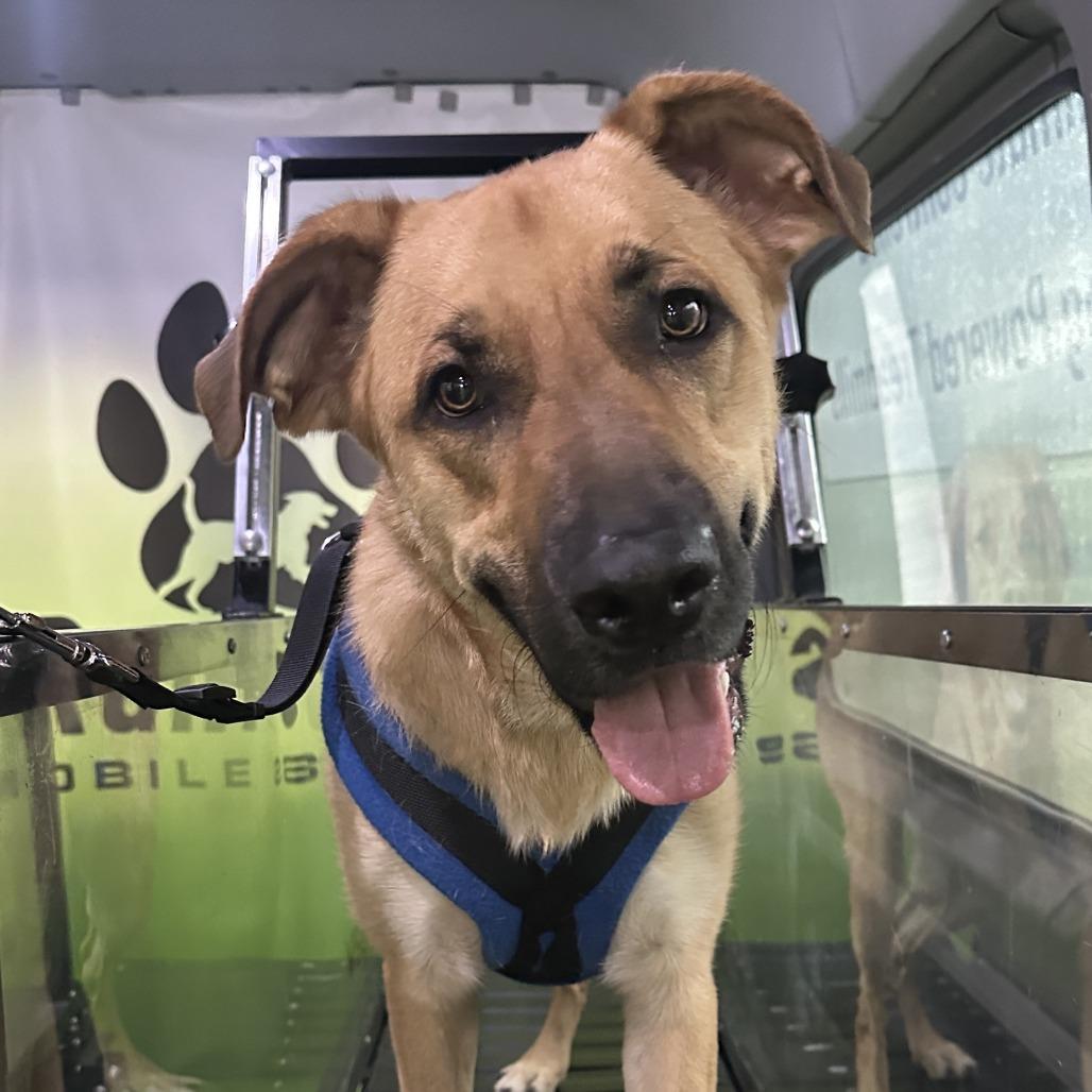 Max, a Adoptable mixed breed in San Antonio, TX image 4/6