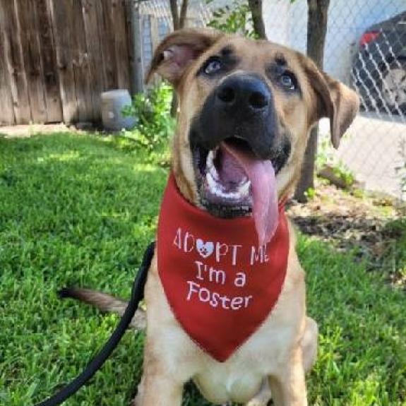 Max, a Adoptable mixed breed in San Antonio, TX image 5/6