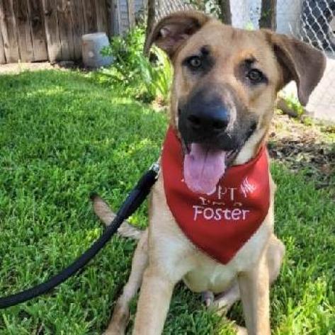 Max, a Adoptable mixed breed in San Antonio, TX image 6/6