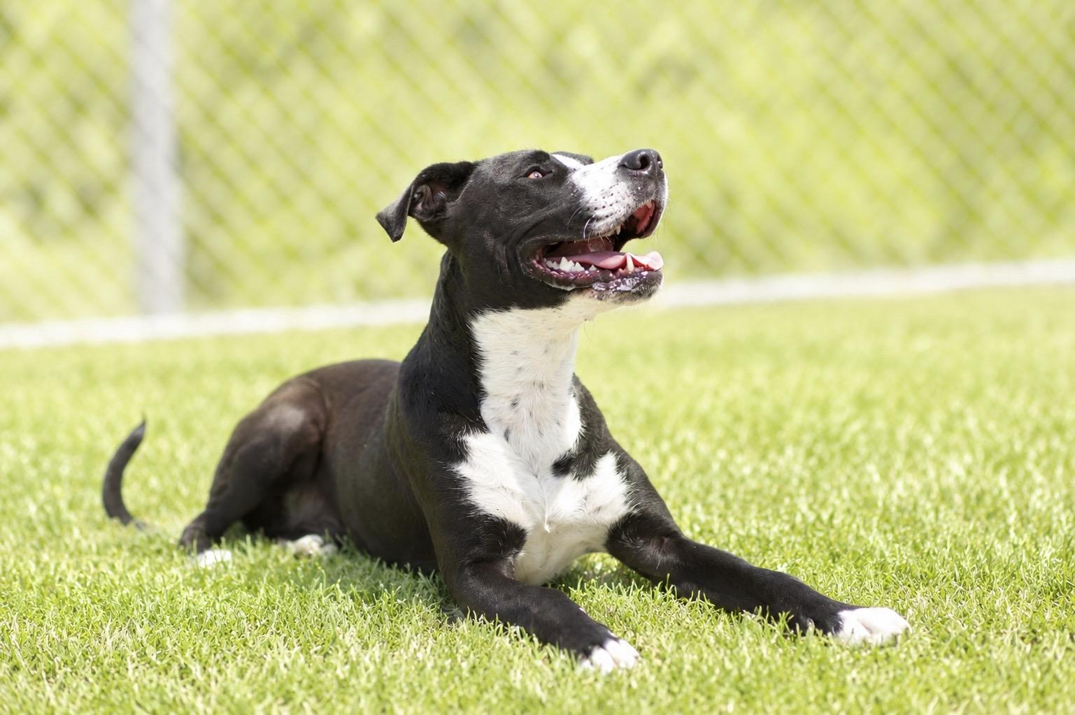 BOWSER 020-26 (CELL DOG), ADOPTABLE, Young Male Hound.