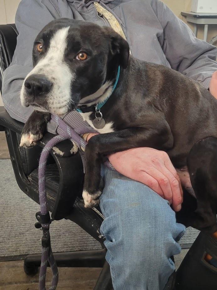 Enlarge BOWSER 020-26, a ADOPTABLE mixed breed in Cambridge, OH image 2/2