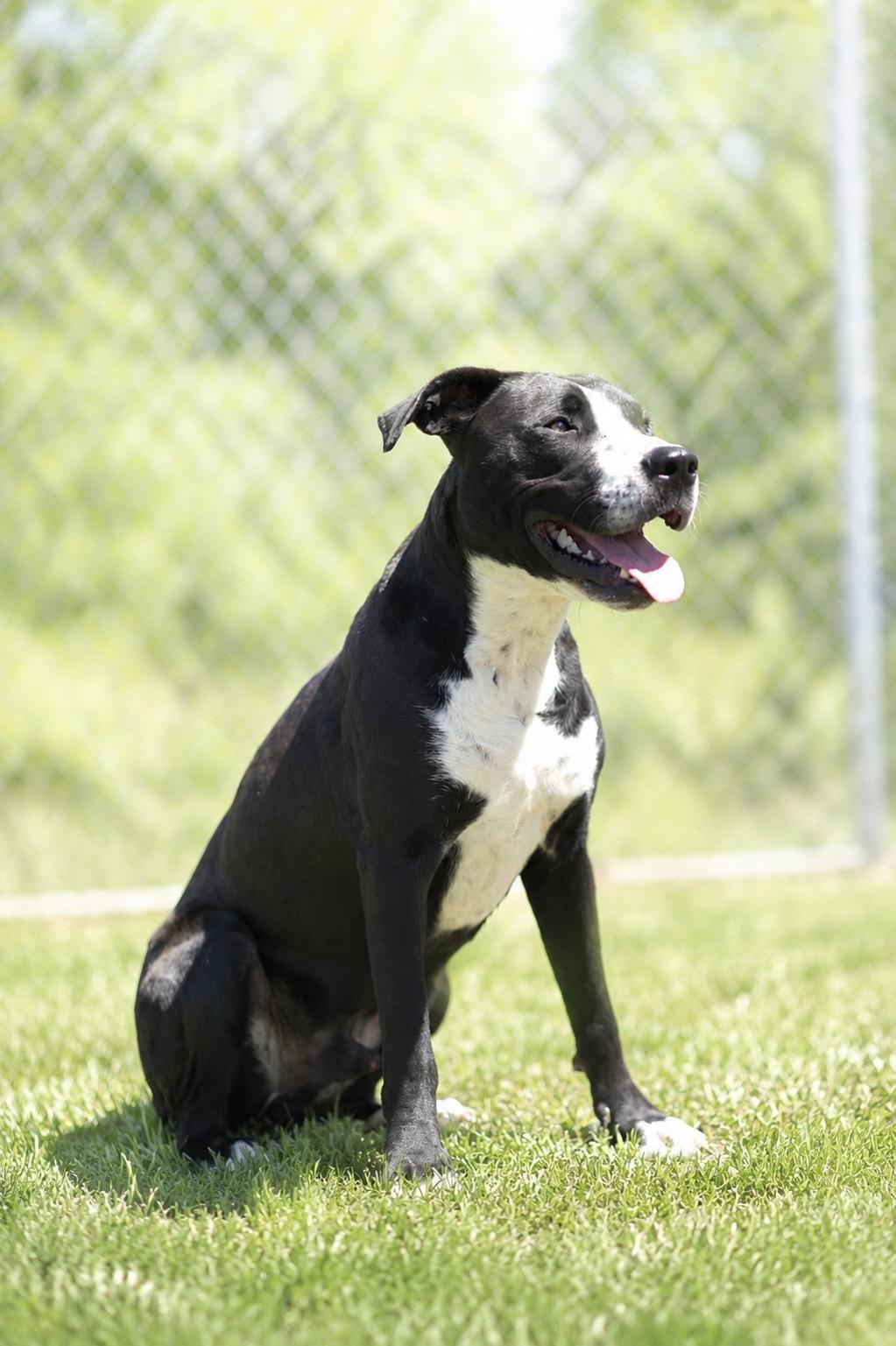 Enlarge BOWSER 020-26 (CELL DOG), a ADOPTABLE mixed breed in Cambridge, OH image 3/6
