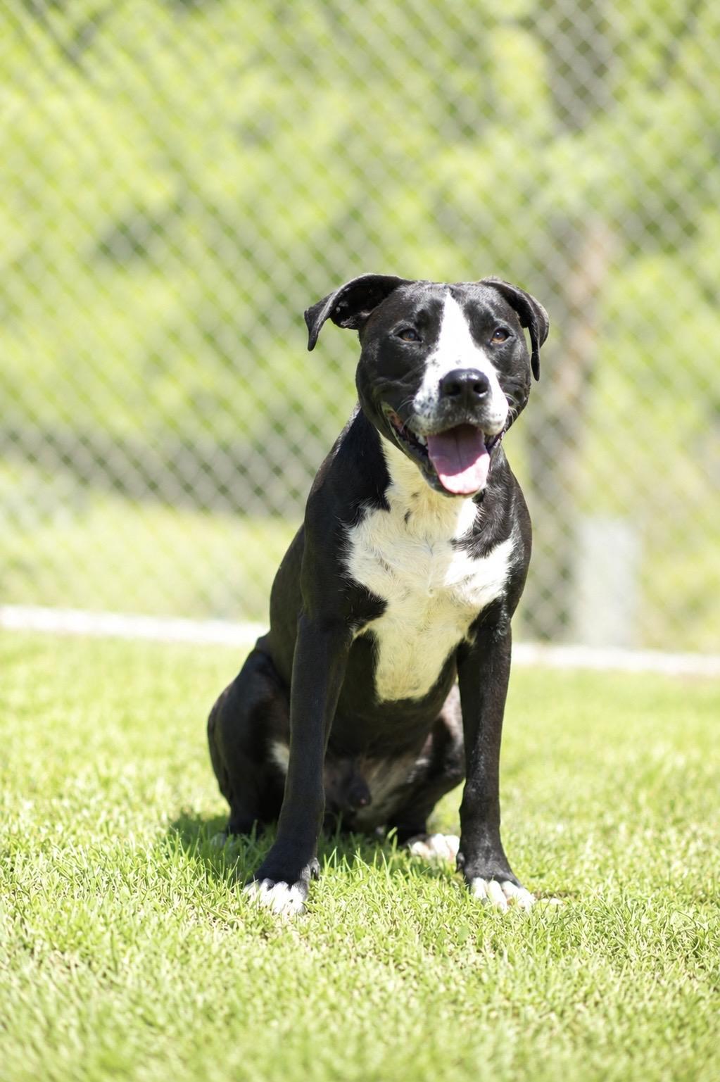 Enlarge BOWSER 020-26 (CELL DOG), a ADOPTABLE mixed breed in Cambridge, OH image 2/6