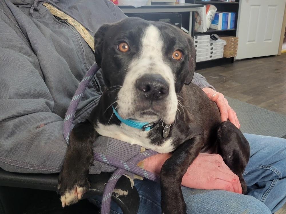 Enlarge BOWSER 020-26, a ADOPTABLE mixed breed in Cambridge, OH image 1/2