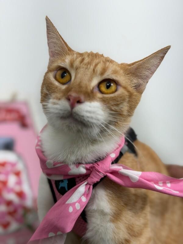 Ginger-One of our Amazing Rescue Cats photo