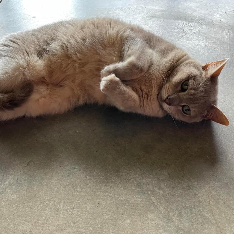 Sandy, a Adoptable American Shorthair in Leon, KS image 3/5