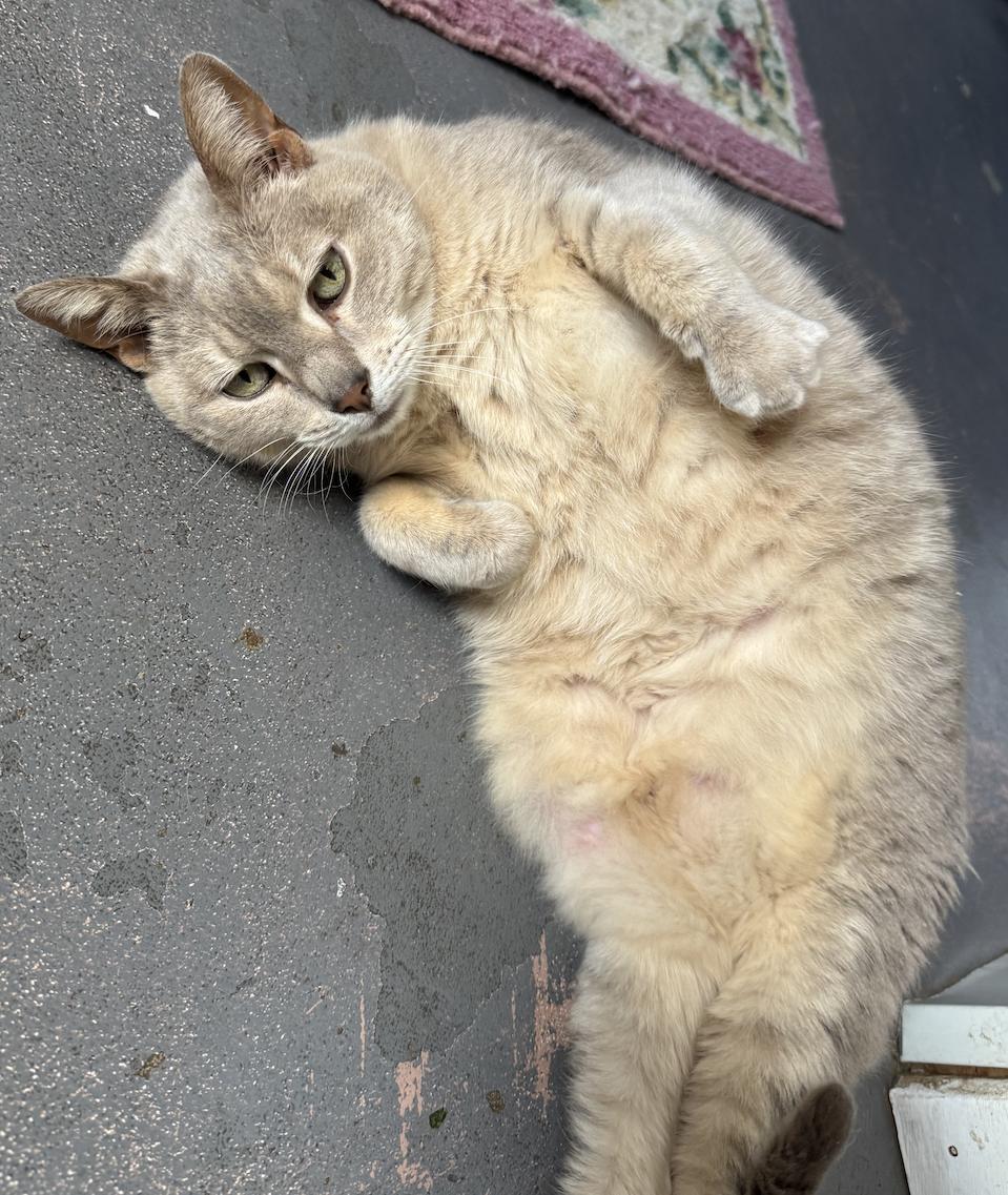 Sandy, Senior Female American Shorthair