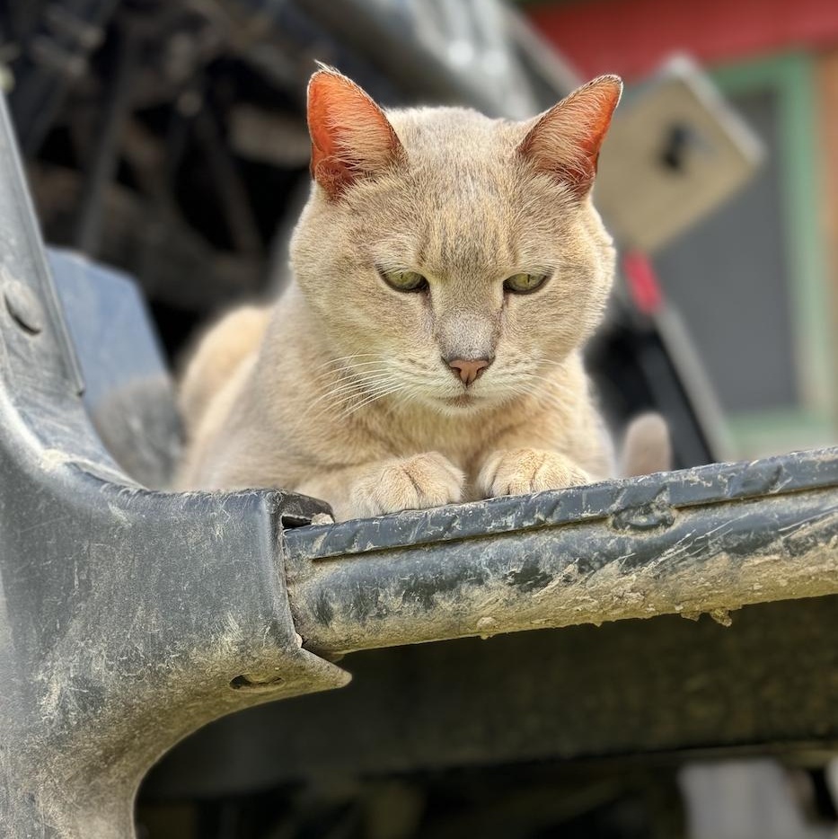 Sandy, a Adoptable American Shorthair in Leon, KS image 5/5