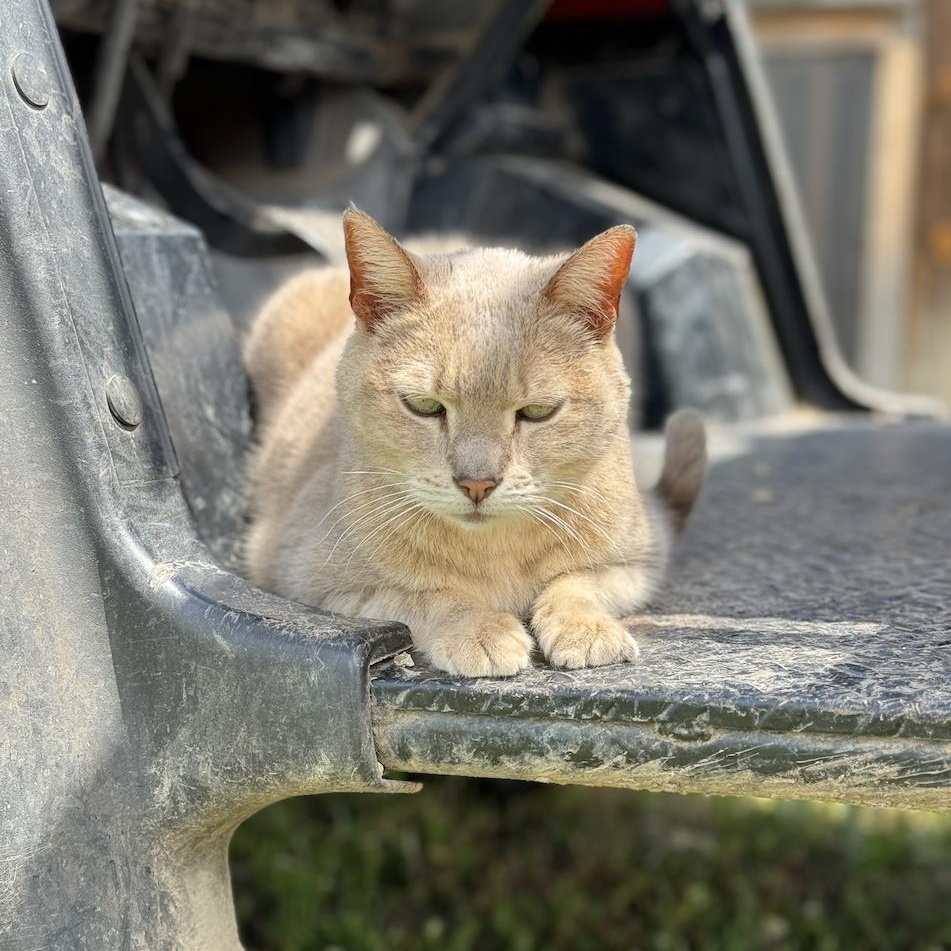 Sandy, a Adoptable American Shorthair in Leon, KS image 2/5