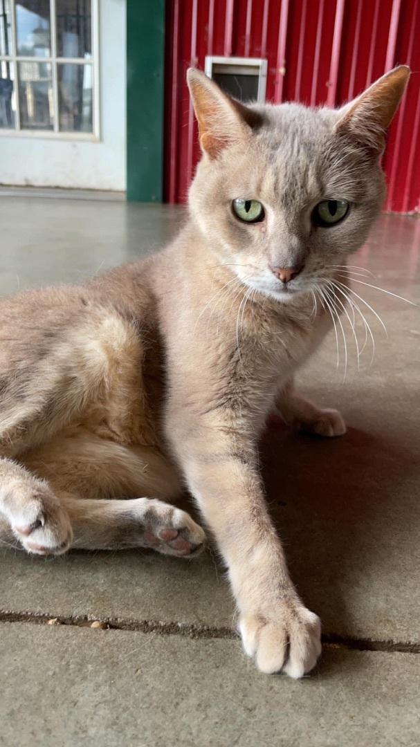 Sandy, a Adoptable American Shorthair in Leon, KS image 4/5