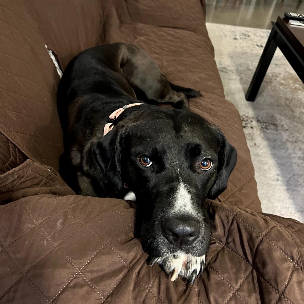 Enlarge Nya, a Adoptable mixed breed in Fayetteville, AR image 1/6