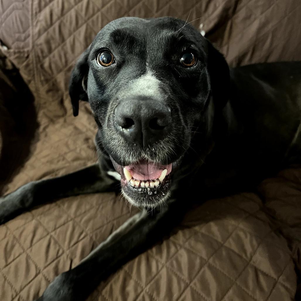 Enlarge Nya, a Adoptable mixed breed in Fayetteville, AR image 2/6