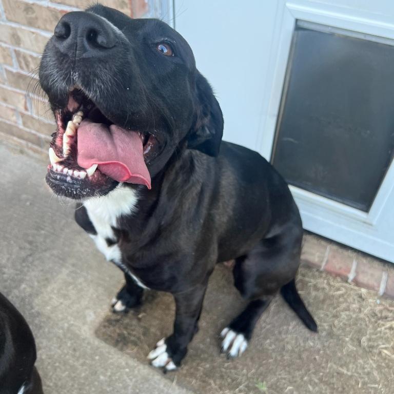 Enlarge Nya, a Adoptable mixed breed in Fayetteville, AR image 6/6