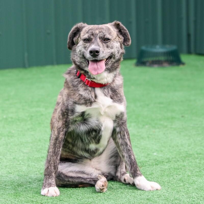 Ethel, a Adoptable mixed breed in Roanoke, VA image 1/3