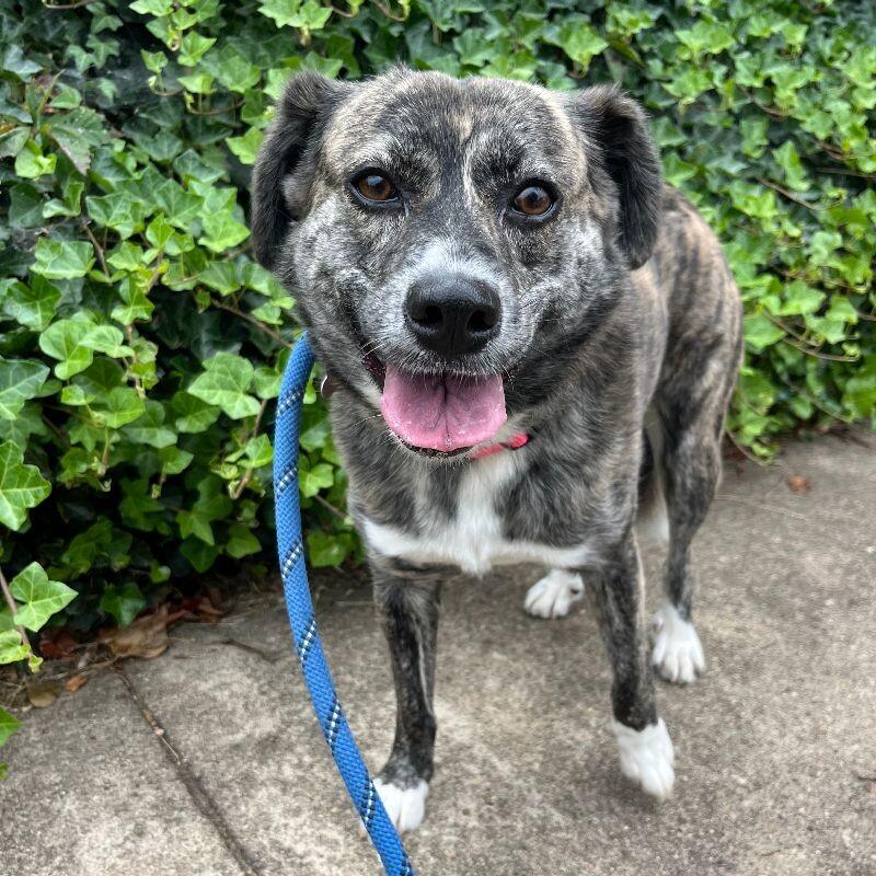 Enlarge Ethel, a Adoptable mixed breed in Roanoke, VA image 1/1