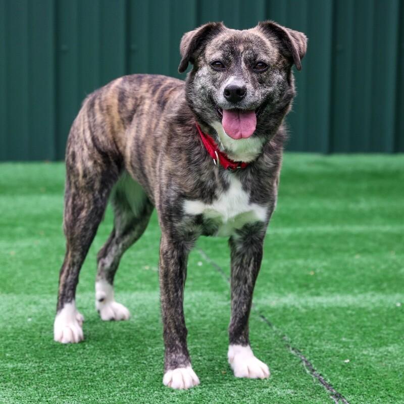 Ethel, a Adoptable mixed breed in Roanoke, VA image 3/3