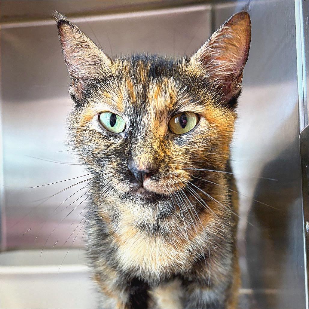 Enlarge Salsa, a Adoptable Domestic Short Hair in Hannibal, MO image 1/2