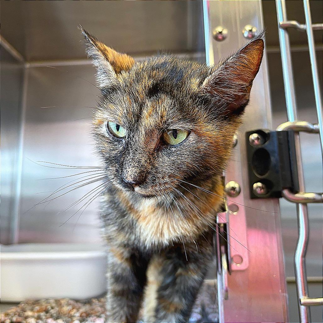 Enlarge Salsa, a Adoptable Domestic Short Hair in Hannibal, MO image 2/2