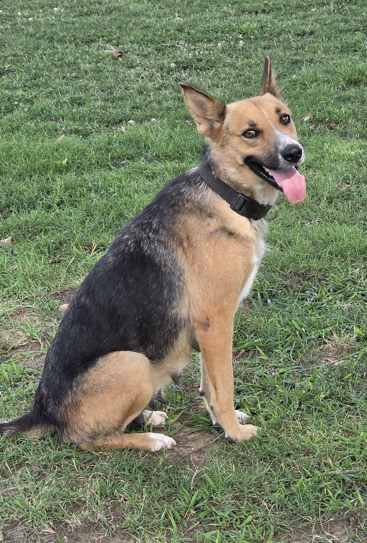 Denim, ADOPTABLE, Adult Female German Shepherd Dog.