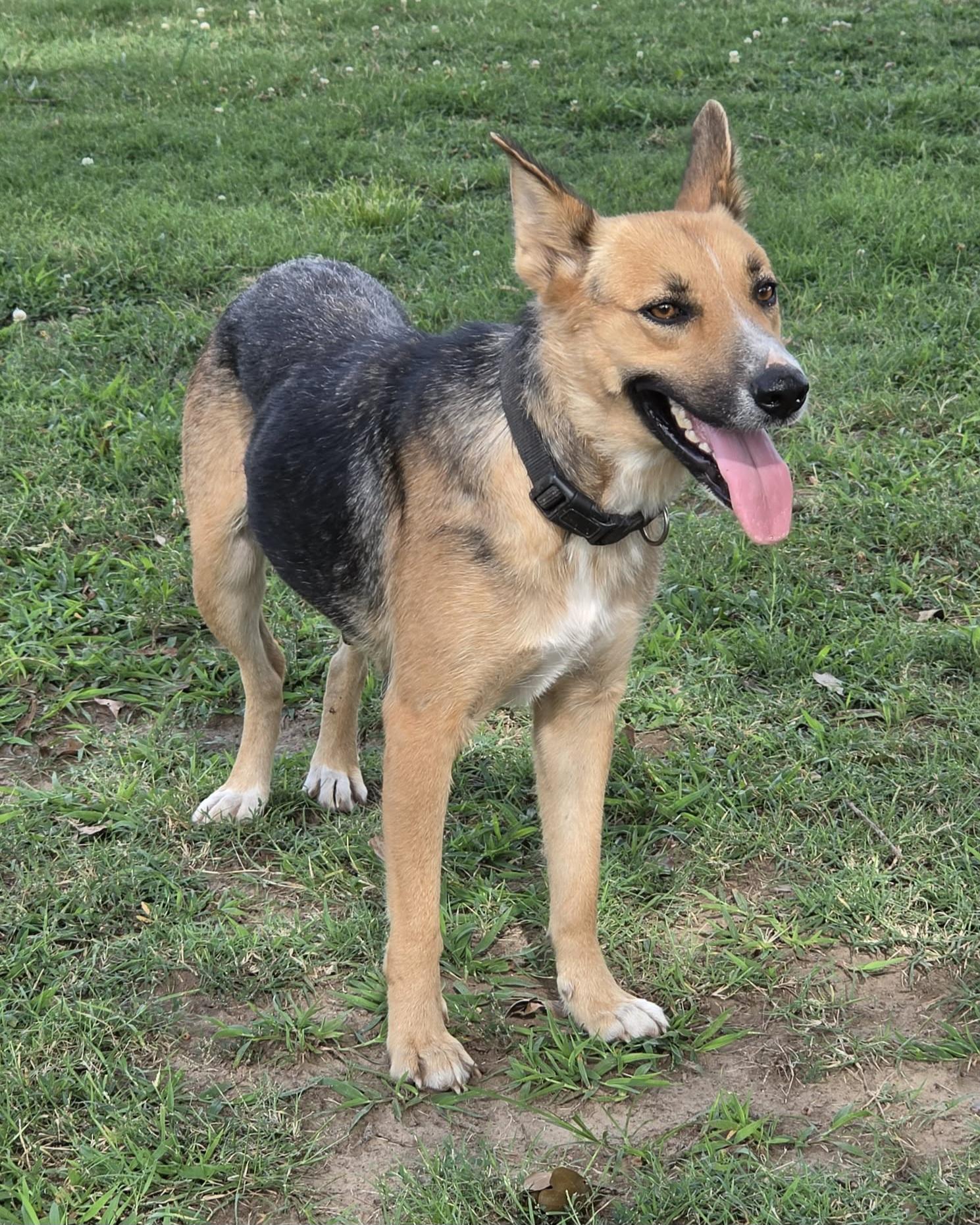 Enlarge Denim, a ADOPTABLE mixed breed in Okemah, OK image 4/4