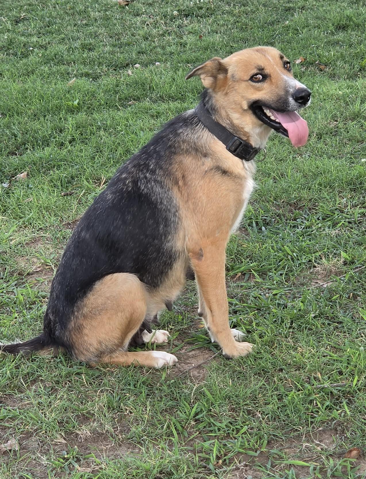 Enlarge Denim, a ADOPTABLE mixed breed in Okemah, OK image 2/4