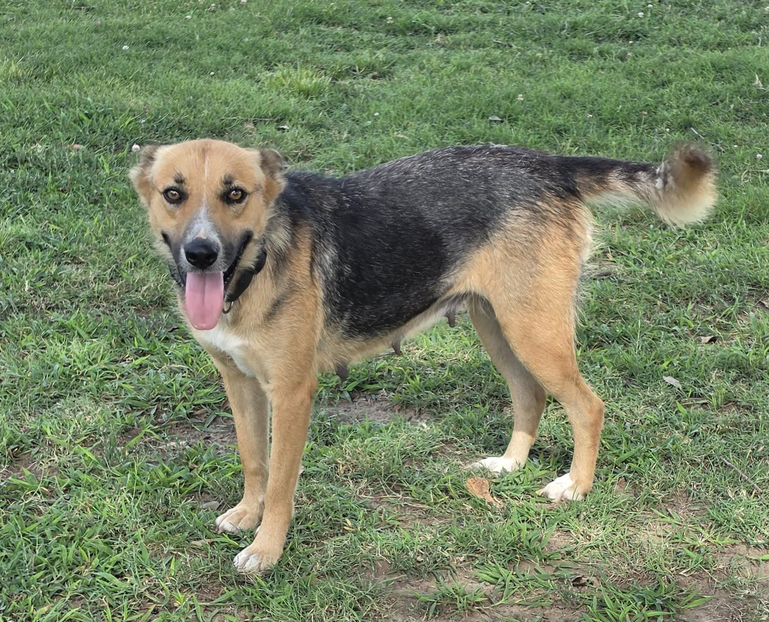 Enlarge Denim, a ADOPTABLE mixed breed in Okemah, OK image 3/4