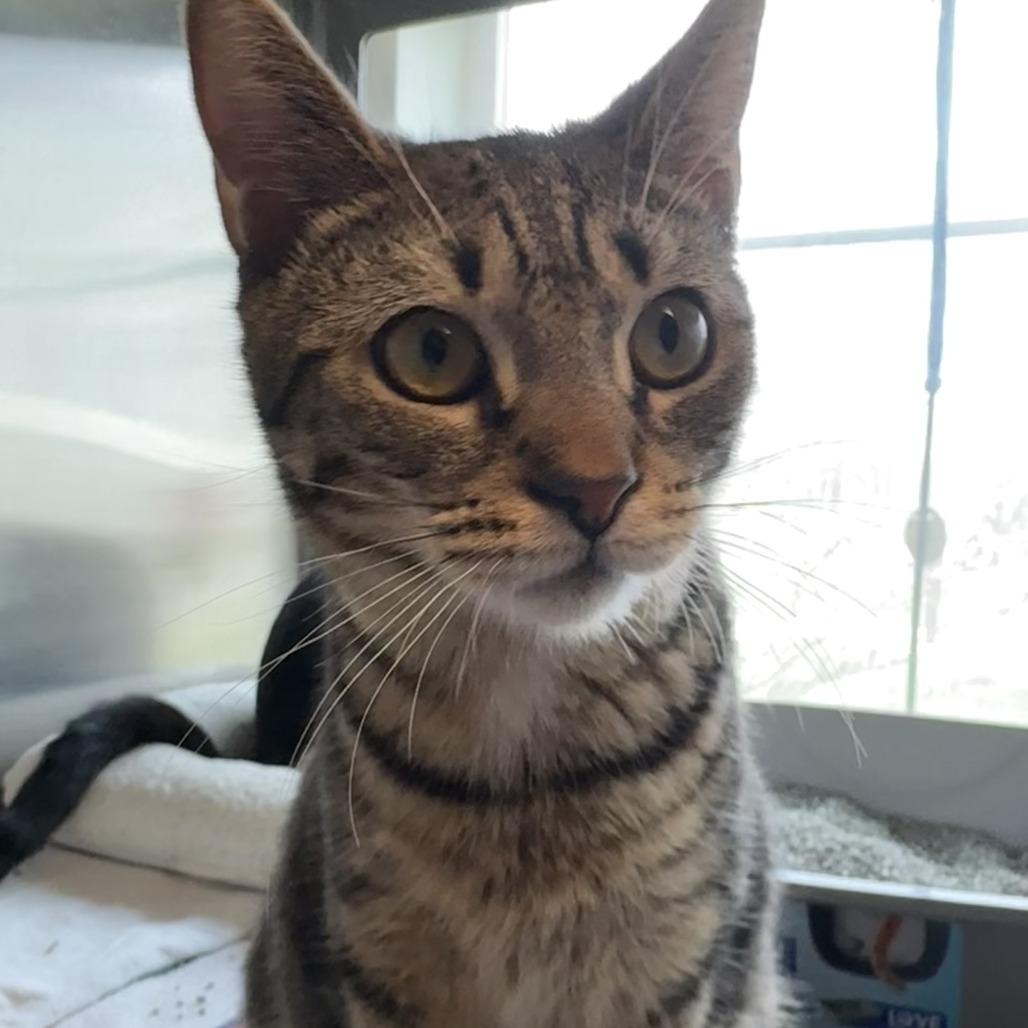 Enlarge Galaxy, a Adoptable Domestic Short Hair in Columbia Station, OH image 1/1